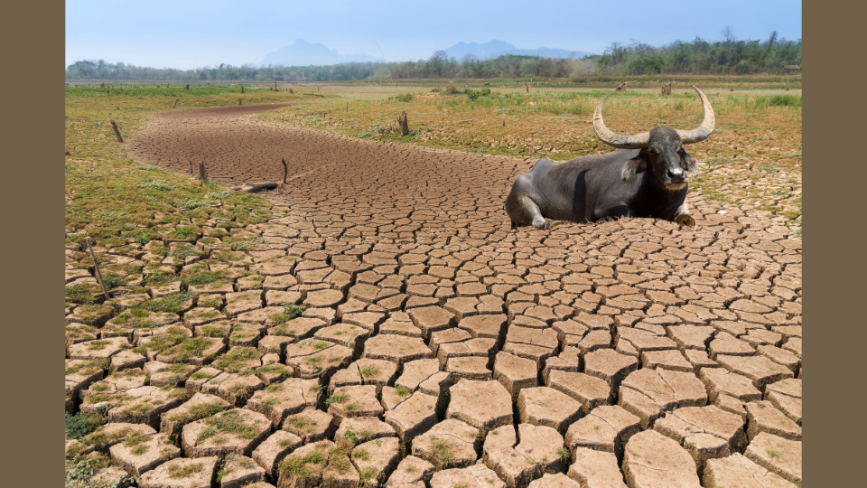 Ghana 11th Century drought with water buffalo distressed